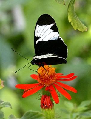 Butterfly12.jpg