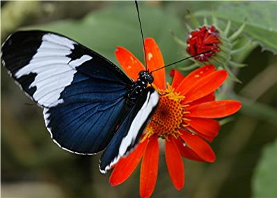 Butterfly11.jpg