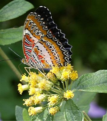 Butterfly10.jpg