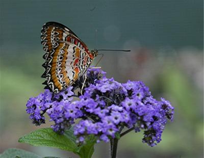 Butterfly17.jpg