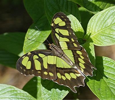 Butterfly15.jpg