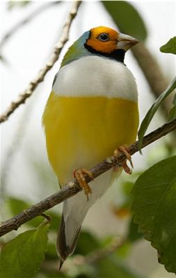 Hummingbird1.jpg