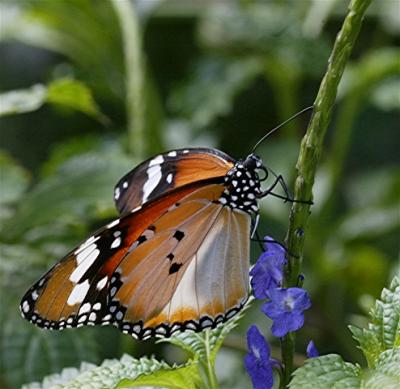 Butterfly20.jpg