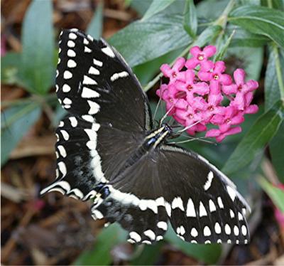 Butterfly19.jpg