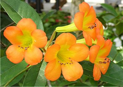 Orange flowers2.jpg