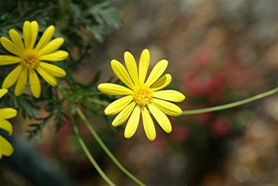 Yellow flower2.jpg