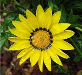 Yellow Gazania.jpg