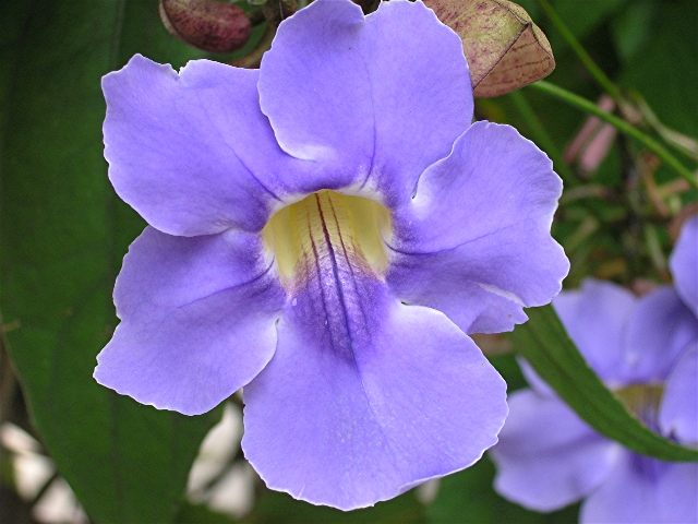 Morning Glory2.jpg