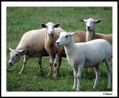 8/15/04 -- Baas Brothers, Bad Boys of the Barnyard