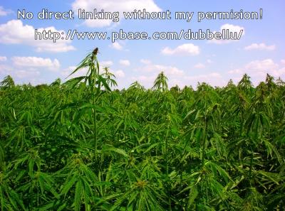u40/dubbellu/medium/31921407.weed2.jpg
