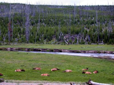 A herd of elk take a snooze