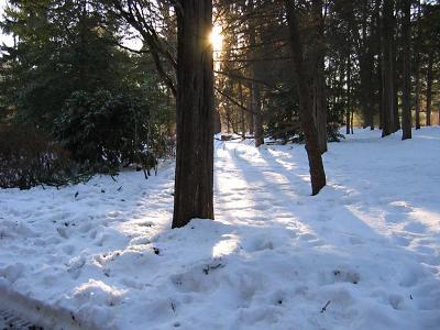 January Snows - Front Yard