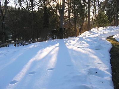 January Snows - Back Yard