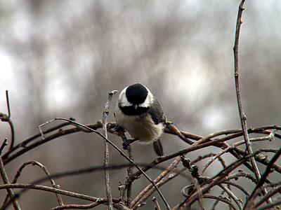 At the Bird Feeder
