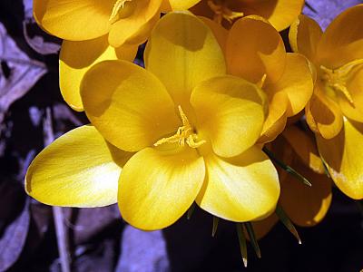 crocus020402.jpg