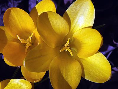 crocus020403.jpg