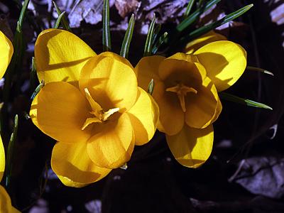 crocus020404.jpg