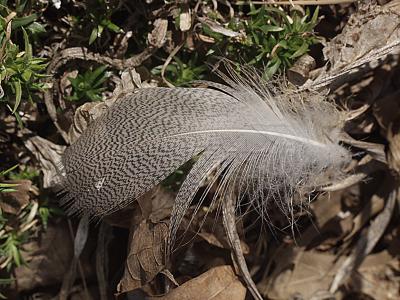 feather020403.jpg