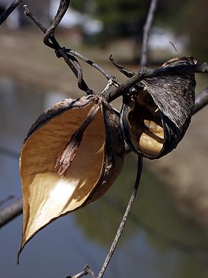 milkweed020401.jpg