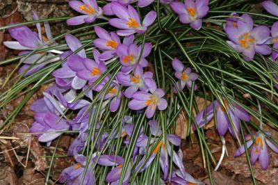 spring crocus01a.jpg