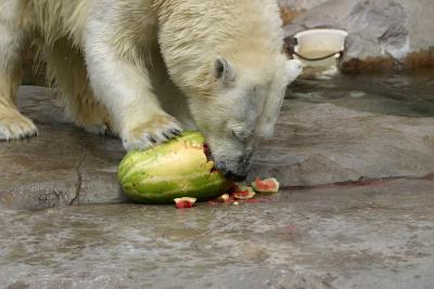 Berlin the Polar Bear @ Lake Superior Zoo