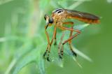 8/13/04 - Robber Fly