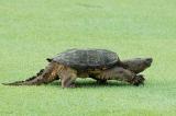 8/13/04 - Snapping Turtle (A Snapshot)
