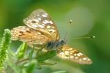 8/15/04 - Backlit Butterfly