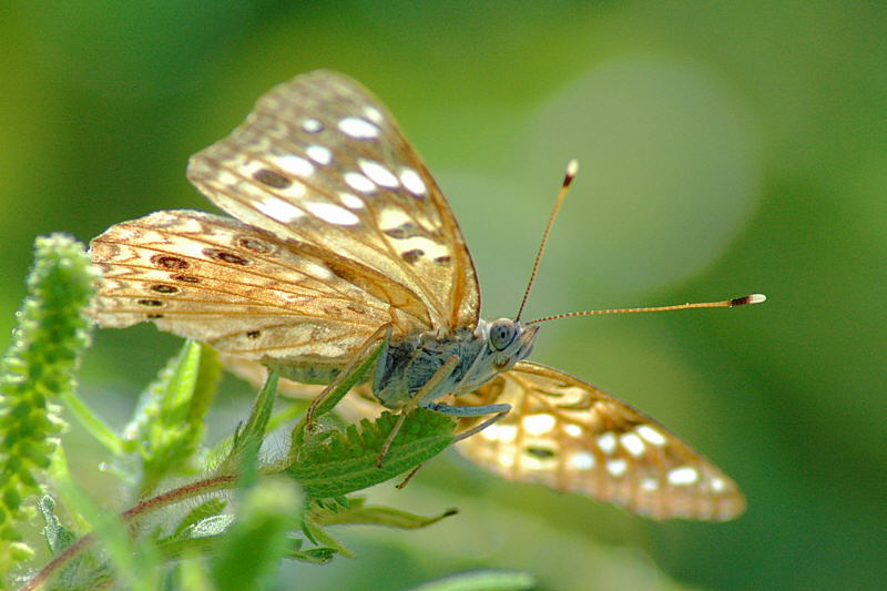 8/15/04 - Backlit Butterfly