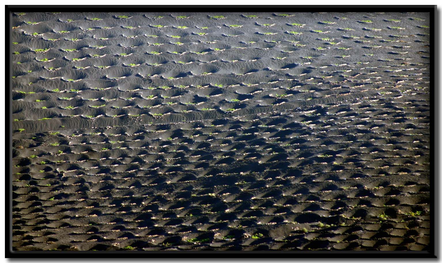 Lanzarote. La Geria.