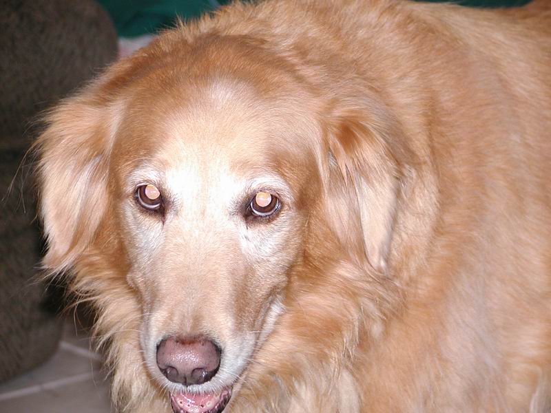 ginger