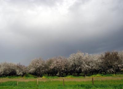 Almonds or Cherries, we weren't sure