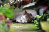 Afternoon Nap