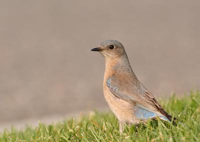 Western Bluebird (female)