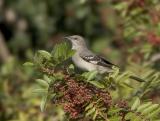 Northern Mockingbird