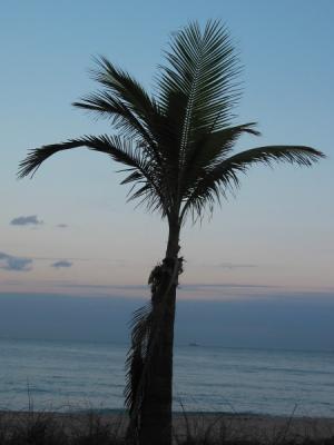 Lonely Palm Tree