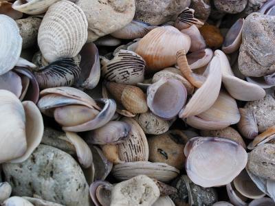 Shells at Lakeshore