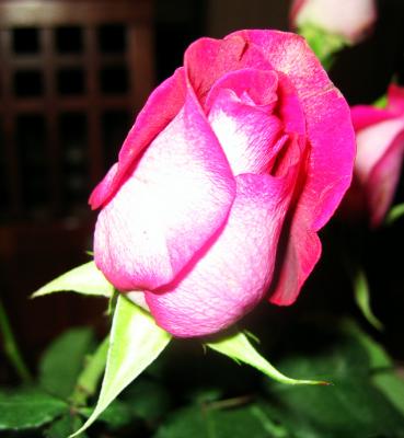 Pink Rose in the Light