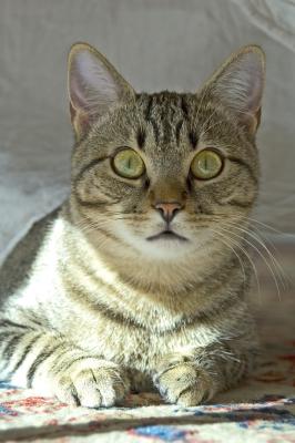 Don Pedro portrait