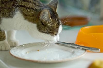 Julcie eating bread crumbs