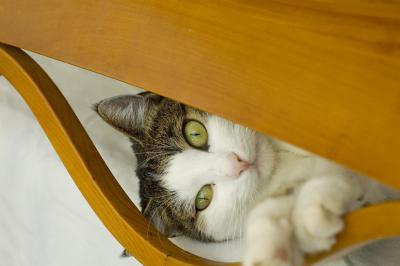 Julcie looking through chair back