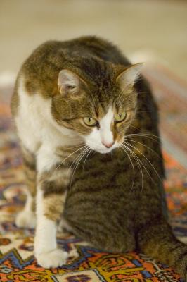 Wunderl fur maintenance