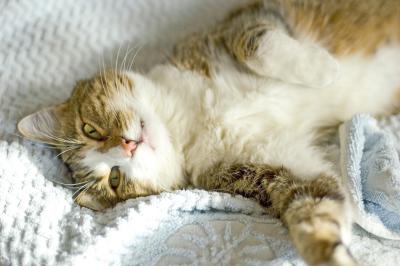 Wunderl cozy