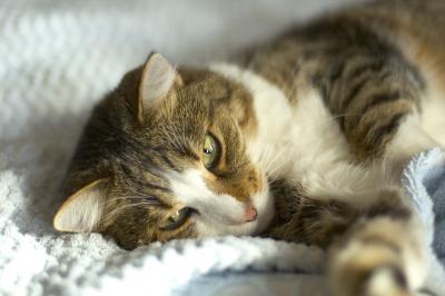 Wunderl cozy