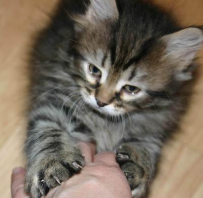 ... Feliks cathing big, big prey!