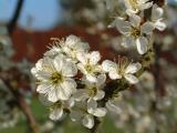 Blackthorn blossom