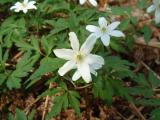 Wood Anemone
