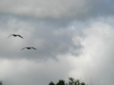 pontoon-boat3.JPG