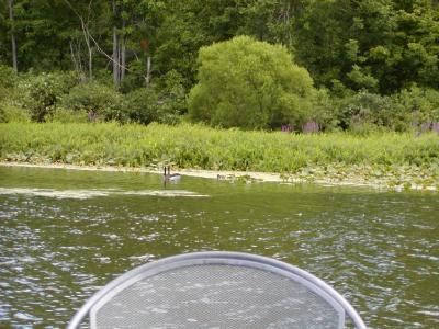 pontoon-boat30.JPG