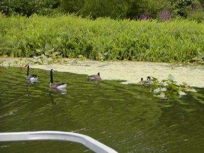 pontoon-boat32.JPG